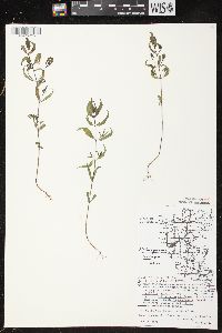 Melampyrum lineare image