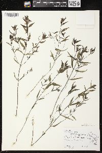 Melampyrum lineare image