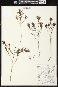 Melampyrum lineare image