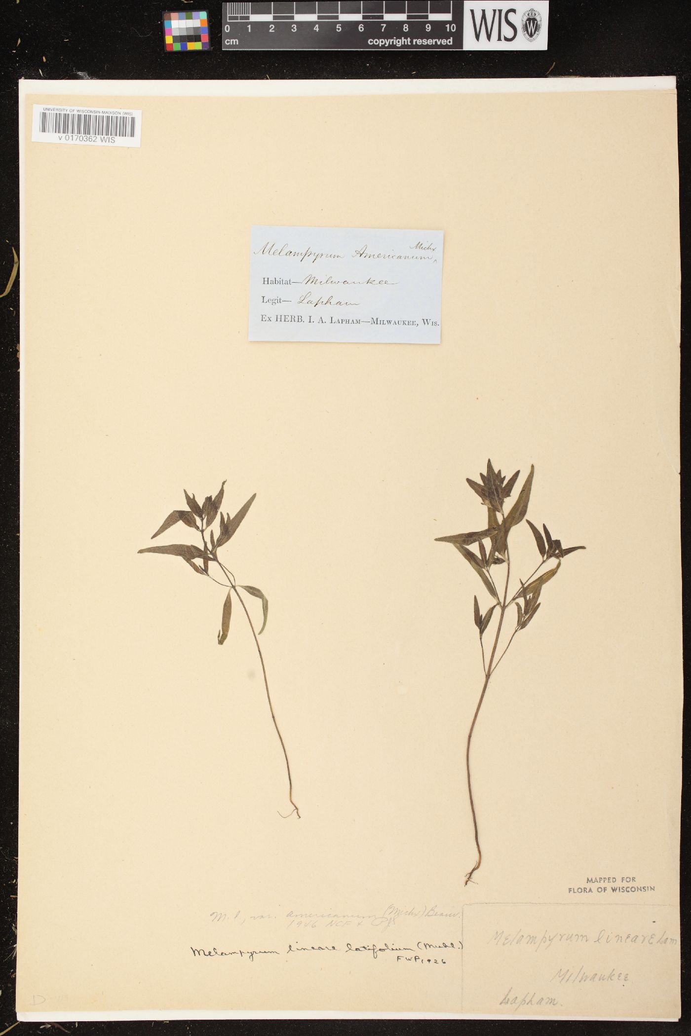 Melampyrum lineare var. americanum image