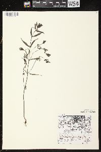 Melampyrum lineare image