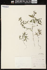 Melampyrum lineare image