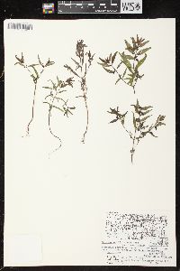 Melampyrum lineare image