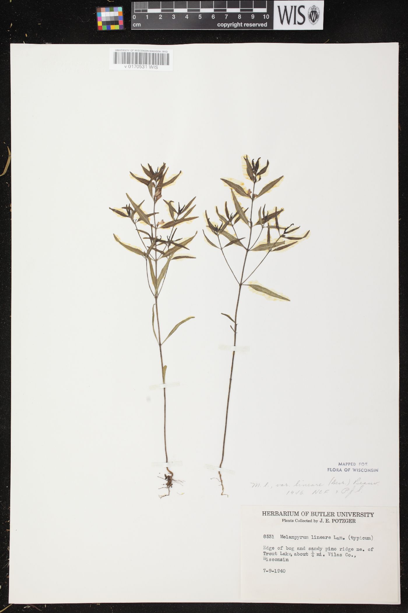 Melampyrum lineare var. lineare image