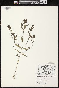 Melampyrum lineare image