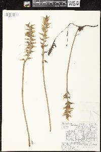 Pedicularis canadensis subsp. canadensis image