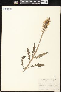 Pedicularis canadensis subsp. canadensis image