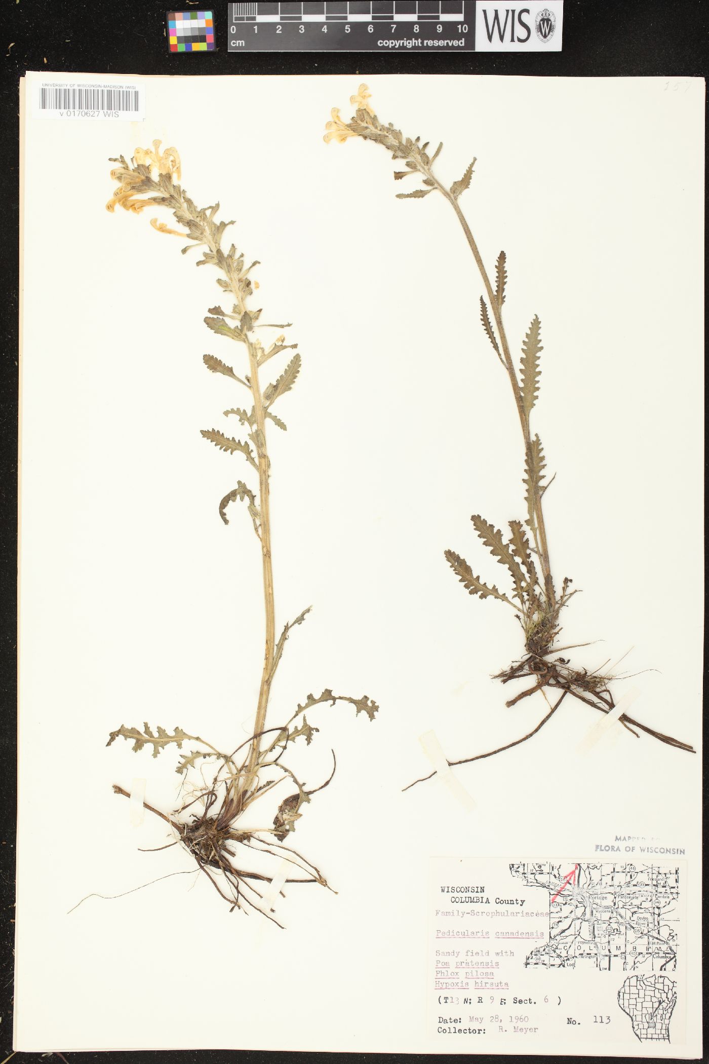 Pedicularis canadensis subsp. canadensis image
