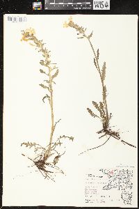 Pedicularis canadensis subsp. canadensis image