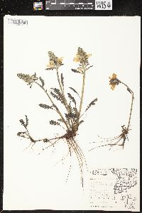 Pedicularis canadensis subsp. canadensis image