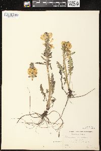 Pedicularis canadensis subsp. canadensis image