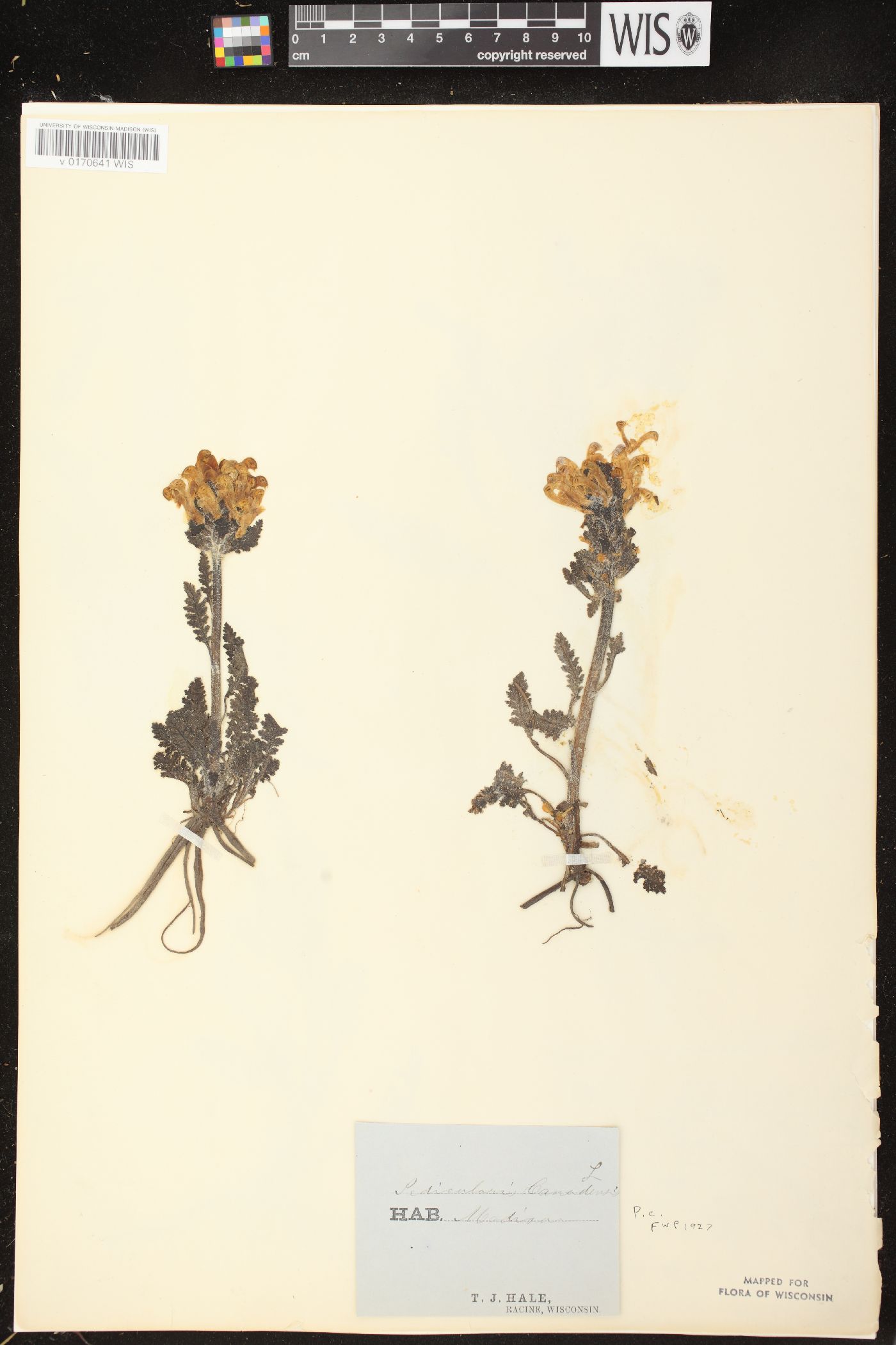 Pedicularis canadensis subsp. canadensis image