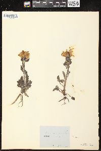 Pedicularis canadensis subsp. canadensis image