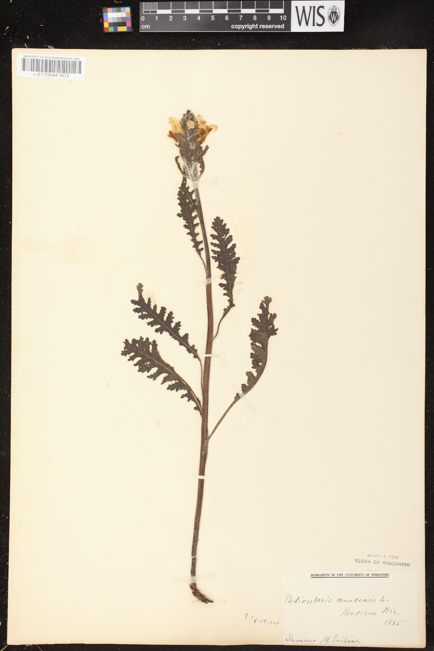 Pedicularis canadensis subsp. canadensis image