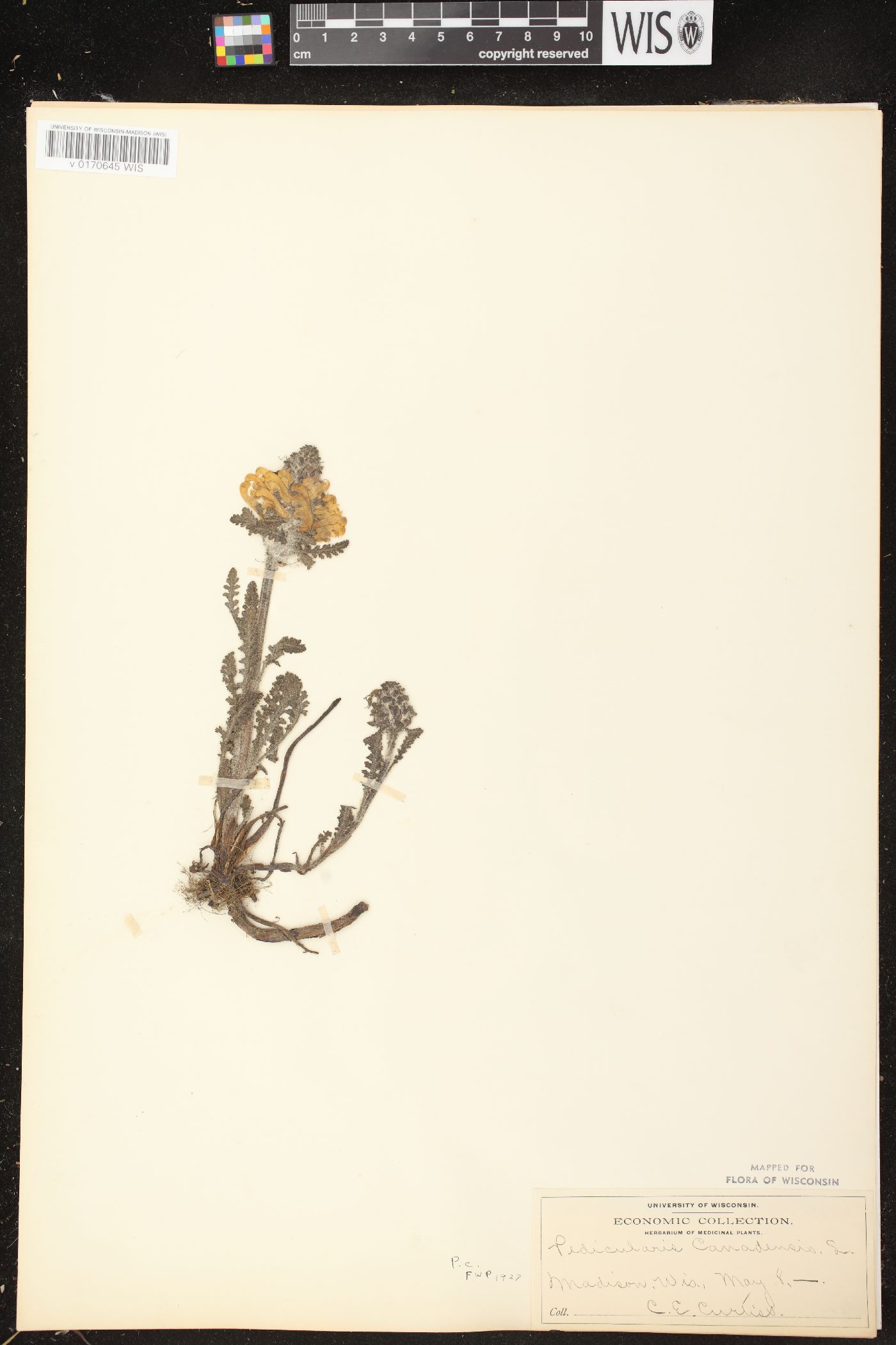 Pedicularis canadensis subsp. canadensis image