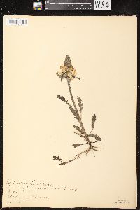 Pedicularis canadensis subsp. canadensis image