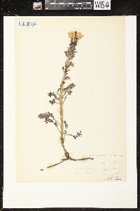 Pedicularis canadensis subsp. canadensis image