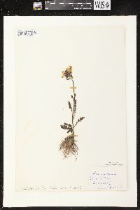 Pedicularis canadensis subsp. canadensis image