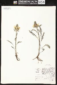 Pedicularis canadensis subsp. canadensis image