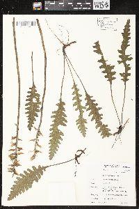 Pedicularis canadensis subsp. canadensis image