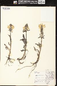 Pedicularis canadensis subsp. canadensis image