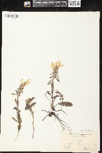 Pedicularis canadensis subsp. canadensis image