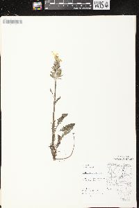 Pedicularis canadensis subsp. canadensis image