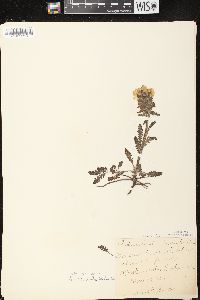 Pedicularis canadensis subsp. canadensis image