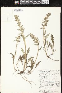 Pedicularis canadensis subsp. canadensis image