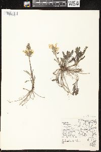 Pedicularis canadensis subsp. canadensis image