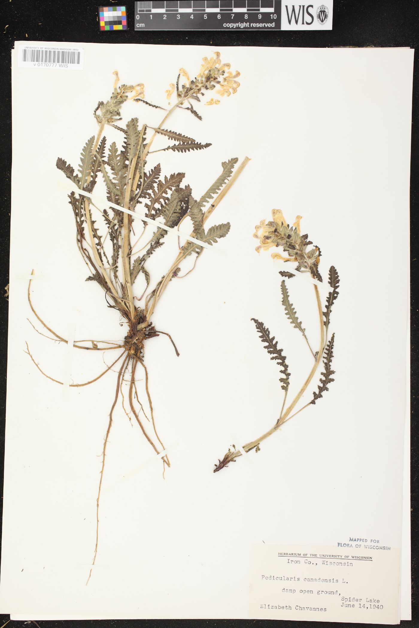 Pedicularis canadensis subsp. canadensis image