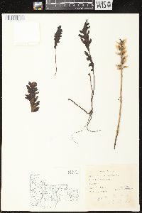 Pedicularis canadensis subsp. canadensis image