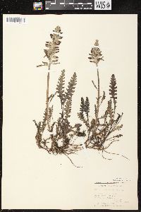 Pedicularis canadensis subsp. canadensis image