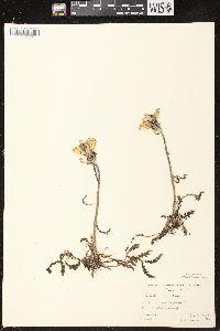 Pedicularis canadensis subsp. canadensis image