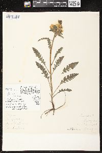 Pedicularis canadensis subsp. canadensis image