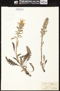 Pedicularis canadensis subsp. canadensis image