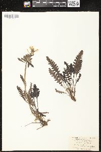 Pedicularis canadensis subsp. canadensis image