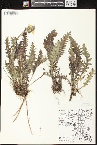 Pedicularis canadensis subsp. canadensis image