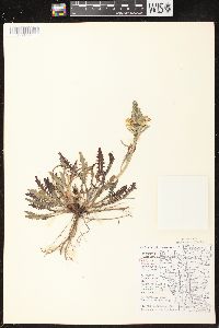 Pedicularis canadensis subsp. canadensis image