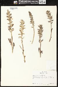 Pedicularis canadensis subsp. canadensis image