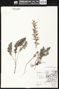 Pedicularis canadensis subsp. canadensis image