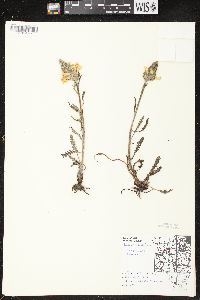 Pedicularis canadensis subsp. canadensis image