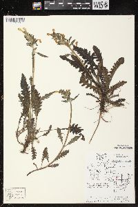 Pedicularis canadensis subsp. canadensis image