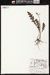 Pedicularis canadensis subsp. canadensis image