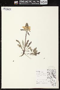 Pedicularis canadensis subsp. canadensis image