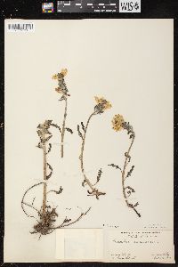 Pedicularis canadensis subsp. canadensis image