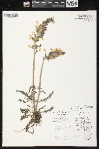 Pedicularis canadensis subsp. canadensis image