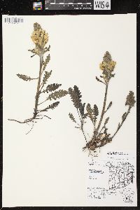 Pedicularis canadensis subsp. canadensis image