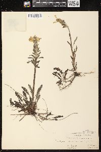 Pedicularis canadensis subsp. canadensis image