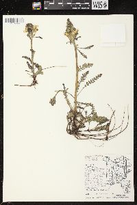 Pedicularis canadensis subsp. canadensis image